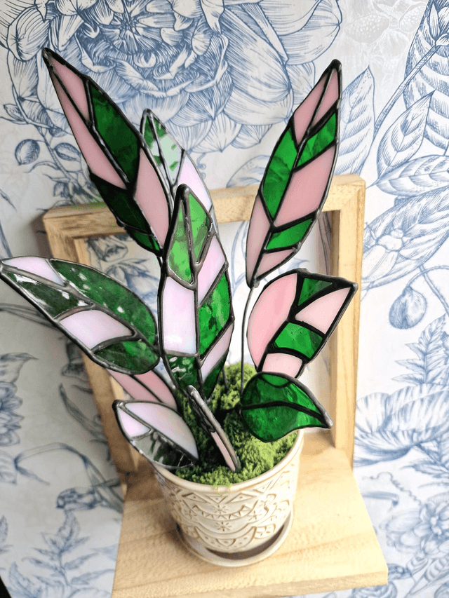 Stromanthe Princess Triostar Plant