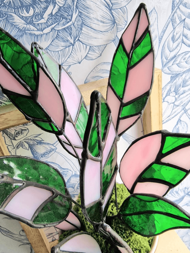 Stromanthe Princess Triostar Plant
